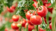 Descubra como cultivar tomate. - Denisfilm/iStock