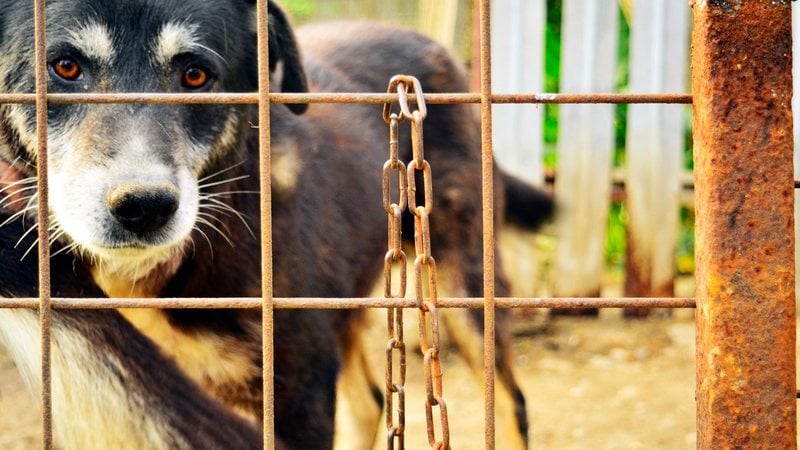 Veja como denunciar maus-tratos contra animais. - RADsan / istock