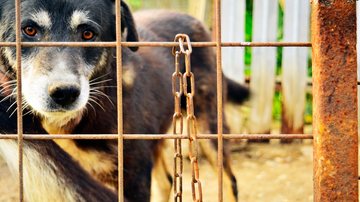 Veja como denunciar maus-tratos contra animais. - RADsan / istock