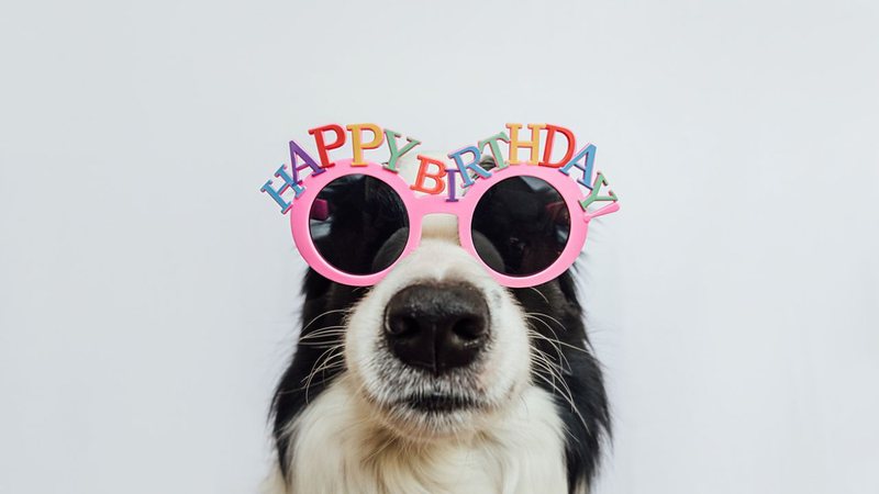 Frases para o aniversário do cachorro. - Iuliia Zavalishina/ iStock