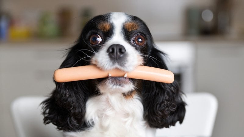 Entenda se a salsicha faz mal para o seu cachorro. - fotyma / iStock