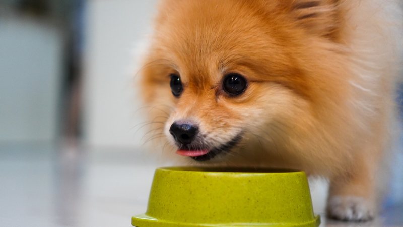 Veja se você deve oferecer kiwi para o seu cachorro. - Aonip / istock