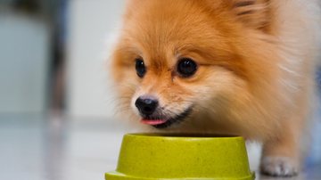 Veja se você deve oferecer kiwi para o seu cachorro. - Aonip / istock