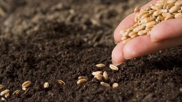 Saiba como deixar sua casa cheia de plantinhas e verduras lindas. - Chepko/ iStock