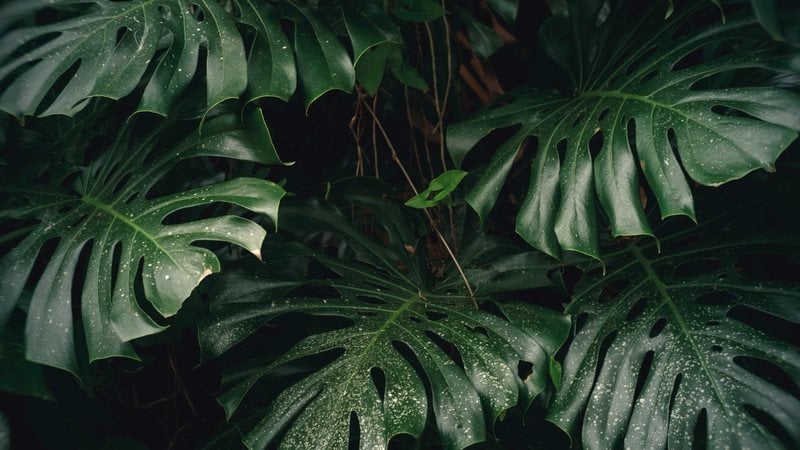 Descubra como cultivar esta linda planta em casa. - Jonathan Turner / istock