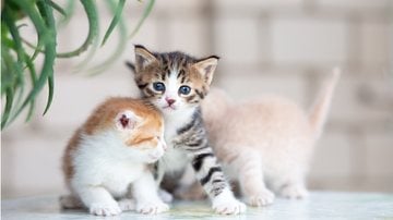 As diferenças entre gatos fêmeas e machos que você precisa conhecer. - Anna Koberska / istock