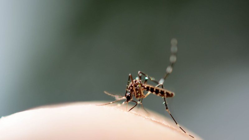 Os mosquitos da dengue têm diferenciais marcantes. - Portogas-D-Ace/ iStock