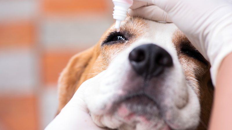 Saiba como a doença do olho seco pode afetar seu pet. - undefined undefined / istock