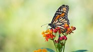 Plantas para atrair borboletas e beija-flores para o seu jardim. - leekris / istock