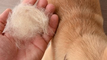 Queda de pele em cachorros pode aumentar durante o outono. - Davizro / istock