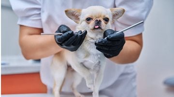 A saúde oral do seu pet merece total atenção! - Valeriy_G / istock