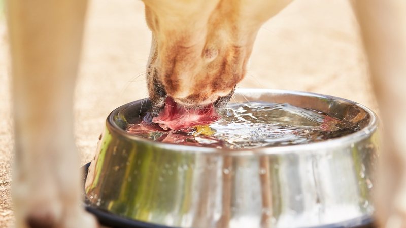 Entenda se é seguro oferecer soro caseiro ao seu pet. - Chalabala / istock