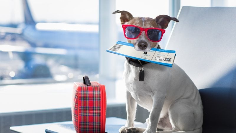 Veja algumas informações essenciais antes de viajar com seu pet. - damedeeso / istock