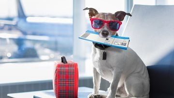 Veja algumas informações essenciais antes de viajar com seu pet. - damedeeso / istock