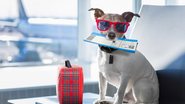 Veja algumas informações essenciais antes de viajar com seu pet. - damedeeso / istock