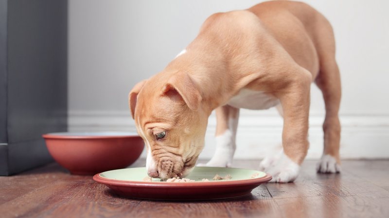 Veja se veterinários indicam pé de galinha na alimentação dos cachorros. - Petra Richli / istock