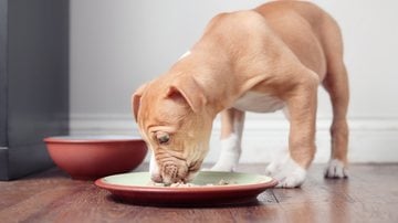 Veja se veterinários indicam pé de galinha na alimentação dos cachorros. - Petra Richli / istock