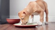 Veja se veterinários indicam pé de galinha na alimentação dos cachorros. - Petra Richli / istock