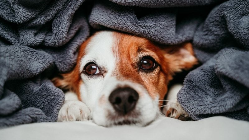 Prepare o seu cachorro para enfrentar o frio do inverno. - Eva Blanco/ iStock