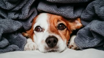 Prepare o seu cachorro para enfrentar o frio do inverno. - Eva Blanco/ iStock