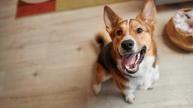 Entenda quando o pum do seu cachorro deve se tornar um ponto de alerta. - SeventyFour / istock