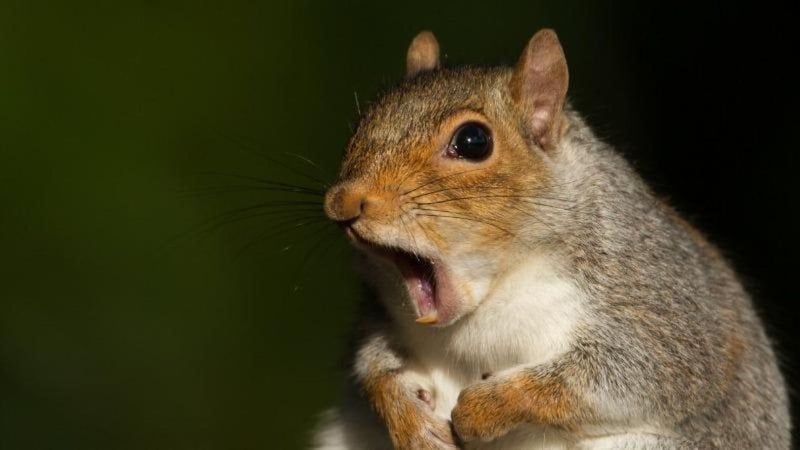 Se divirta com essa seleção de fotos inusitadas. - Dgwildlife/iStock