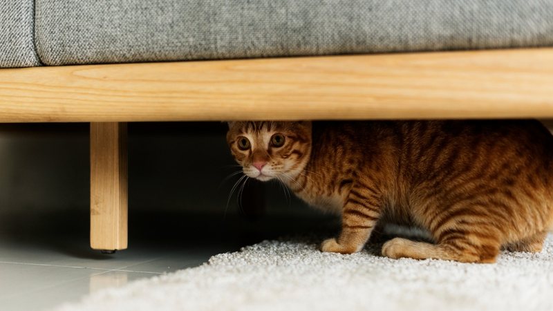 Os gatos geralmente se escondem, vamos te explicar o motivo. - Rawpixel / istock