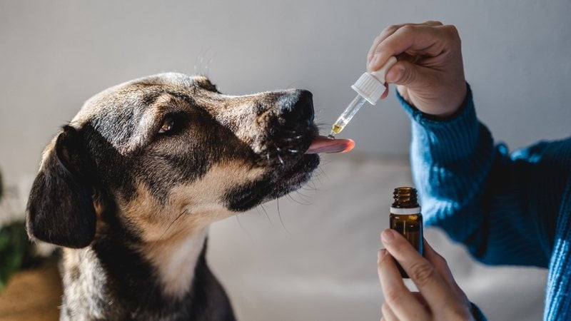 Saiba quando é necessário oferecer remédio de verme para o seu pet. - Vanessa Nunes / istock