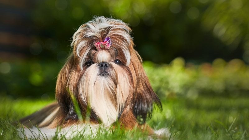 Descubra quanto tempo dura a gestação de um shih tzu e cuide bem do seu pet. - Kurt Pas / istock