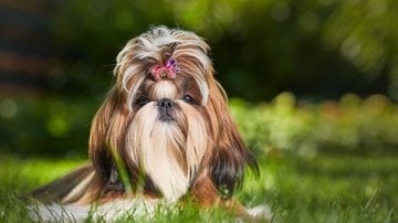 Descubra quanto tempo dura a gestação de um shih tzu e cuide bem do seu pet. - Kurt Pas / istock