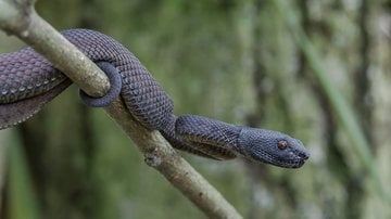 Ilha das cobras é interditada e turismo não é mais permitido! - Kuchinta/ iStock