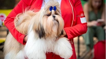 Os penteados perfeitos para deixar o seu shih tzu ainda mais estiloso. - Andrey Kanyshev / istock