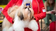 Os penteados perfeitos para deixar o seu shih tzu ainda mais estiloso. - Andrey Kanyshev / istock