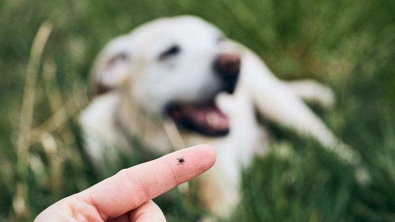 Descobrir os sinais de verme em pet e cuidar rapidamente pode prevenir problemas maiores como anemia e desidratação. - Chalabala / istock