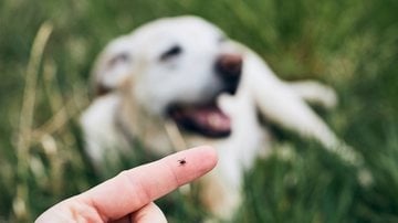 Descobrir os sinais de verme em pet e cuidar rapidamente pode prevenir problemas maiores como anemia e desidratação. - Chalabala / istock