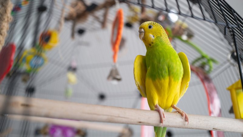 Uma dieta equilibrada é essencial para a saúde e bem-estar do seu pet. - CBCK-Christine / istock