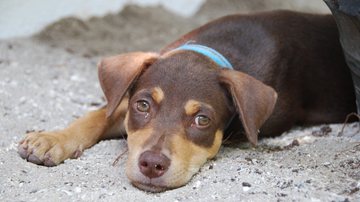 Veja o que fazer caso perceba que seu pet foi envenenado. - Flossie007 / istock