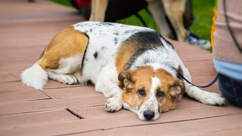 Proteger o nosso pet é essencial, saber os sintomas e tratamento adequado para casos de envenenamento pode salvar a vida do seu bichinho. - Svetlanais / istock