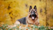 Alguns cães foram modificados geneticamente para cumprir certos propósitos. - Olga Ovcharenko/ iStock