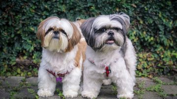 Os melhores nomes para dar ao seu shih tzu. - LARISSA CHILANTI / istock