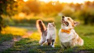 Saiba como divertir seus pets com brincadeiras simples. - Nataba/ iStock