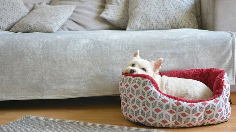 Uma boa caminha para cachorro é essencial para garantir conforto e boas sonecas. - ela bracho / istock