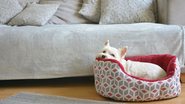 Uma boa caminha para cachorro é essencial para garantir conforto e boas sonecas. - ela bracho / istock