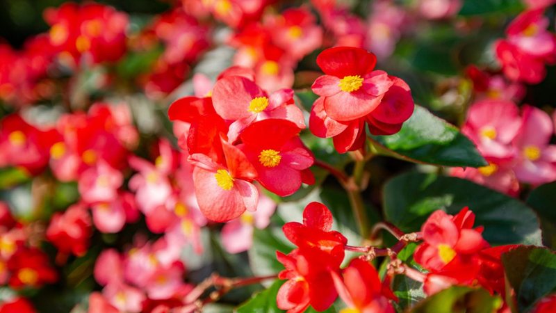 Flores de inverno são delicadas e uma adição incrível para qualquer fã de paisagismo. - deaw59/ iStock