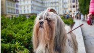 Cachorrinhos peludos são o auge da fofura, veja as raças mais populares. - chaoss / istock