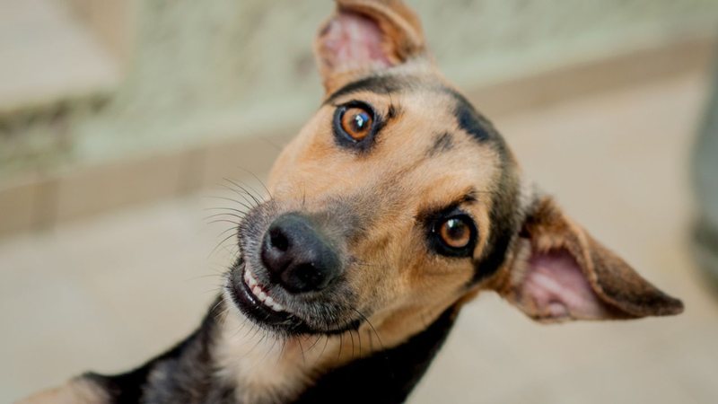 Cada cão dessa raça é único! - Lis Faino/iStock