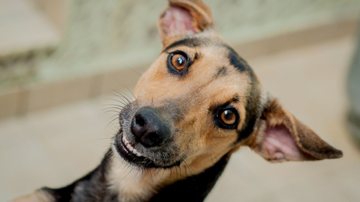 Cada cão dessa raça é único! - Lis Faino/iStock