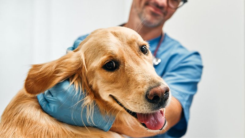 Saiba quais são os doguinhos que vivem saudáveis por mais tempo. - Valerii Apetroaiei/ iStock