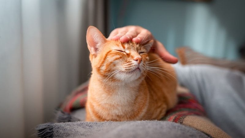 Gatos também podem ser raças colaborativas e obedientes. - Magui-rfajardo/ iStock