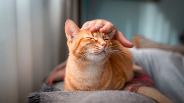 Gatos também podem ser raças colaborativas e obedientes. - Magui-rfajardo/ iStock